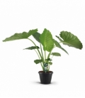 Alocasia