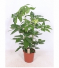 Schefflera