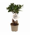 Ficus