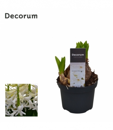 Hyacinthus