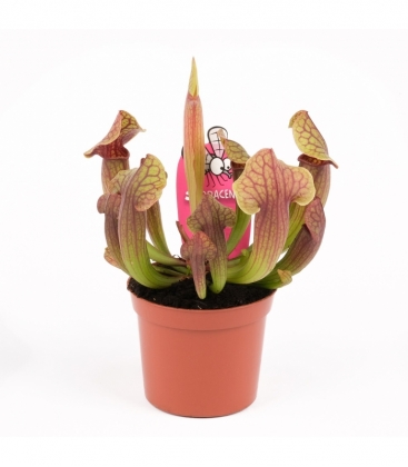 Sarracenia