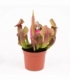 Sarracenia