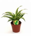 Dracaena