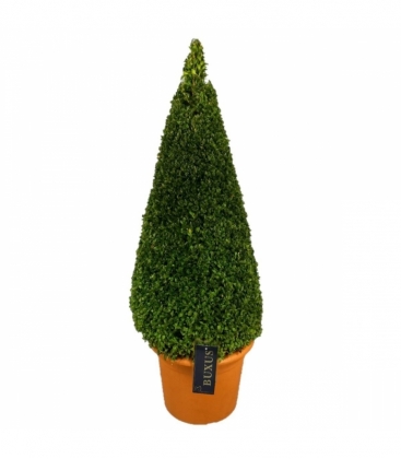 Buxus