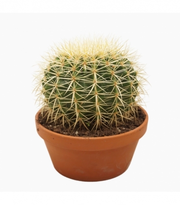 Echinocactus