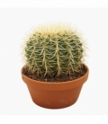 Echinocactus