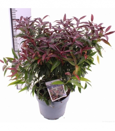 Leucothoe