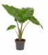 Alocasia