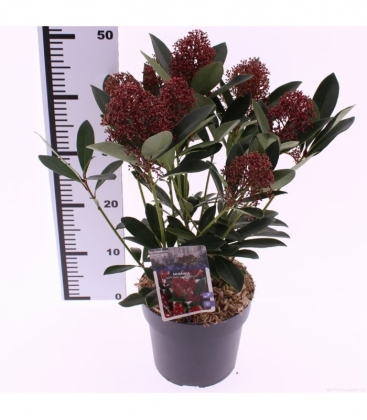 Skimmia