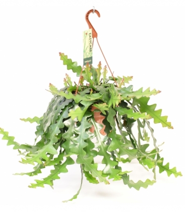 Rhipsalis