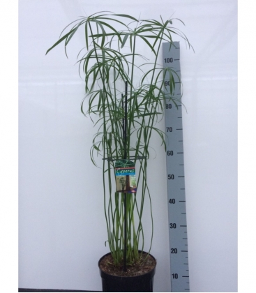 Cyperus