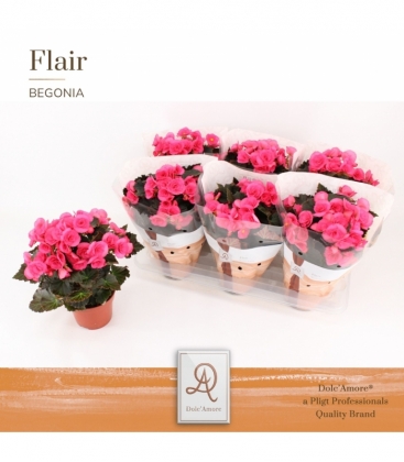 Begonia