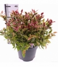 Leucothoe