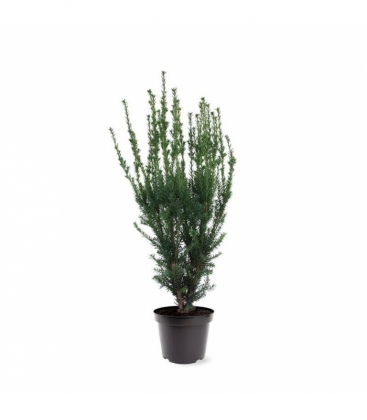 Taxus