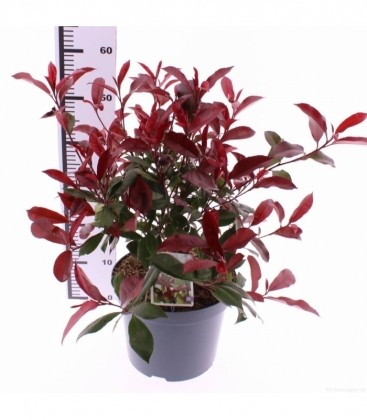 Photinia