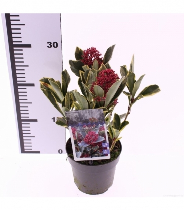 Skimmia