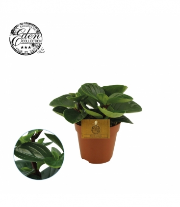 Peperomia