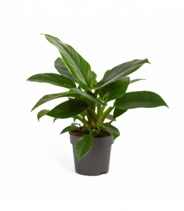 Philodendron