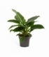 Philodendron