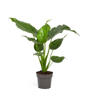 Alocasia