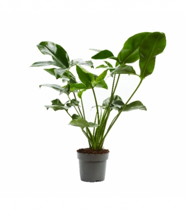 Philodendron