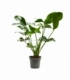 Philodendron