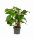 Philodendron