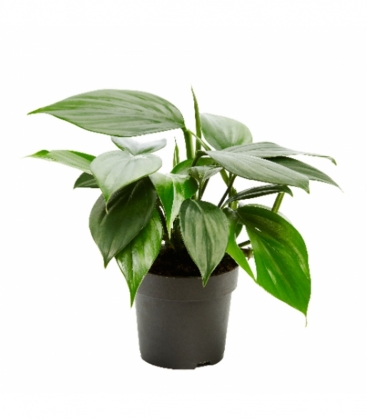 Philodendron