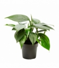 Philodendron