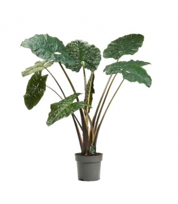 Alocasia