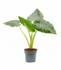 Alocasia