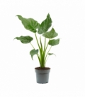 Alocasia