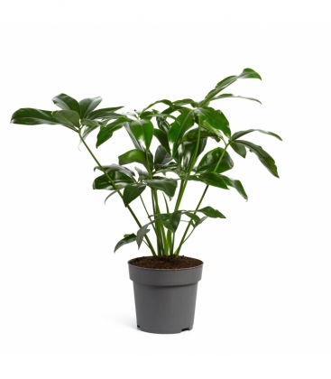 Philodendron