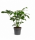 Philodendron