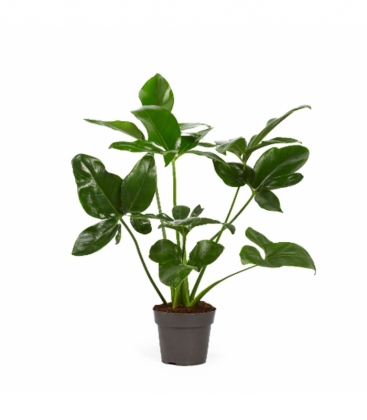 Philodendron