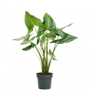 Alocasia