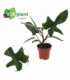 Philodendron