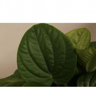 Peperomia