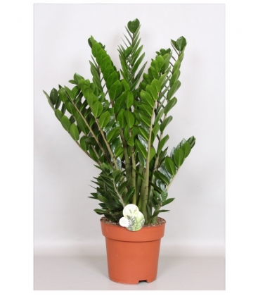 Zamioculcas