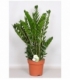 Zamioculcas