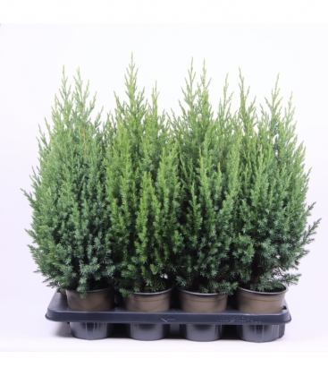 Juniperus