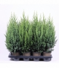 Juniperus