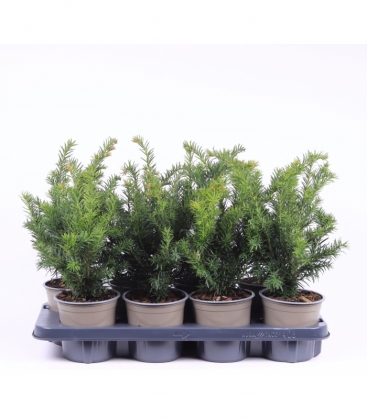 Taxus