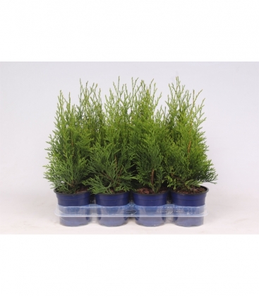 Thuja