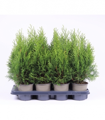 Thuja