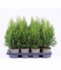 Thuja