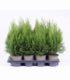 Thuja