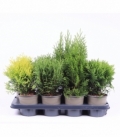 Thuja