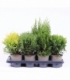 Thuja