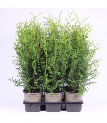 Thuja